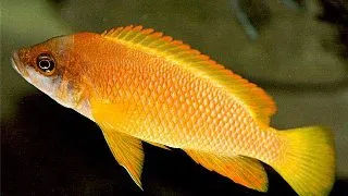 Lamprologus mustax