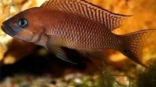 Lamprologus falcicula