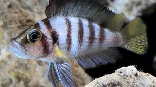 Lamprologus sp. sumbu
