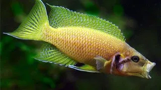 Lamprologus heliantus