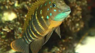 Eretmodus cyanostictus kasanga