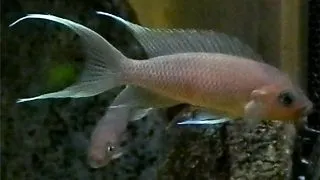 Lamprologus gracilis