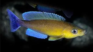 Cyprichromis leptosoma Livua blue orchid