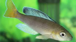 Cyprichromis lept. kigoma