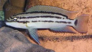 Chalinochromis bifrenatus