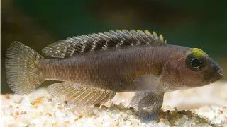 Lamprologus ornatipinis