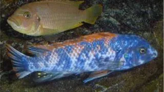 Labeotropheus trewavasae marmelade