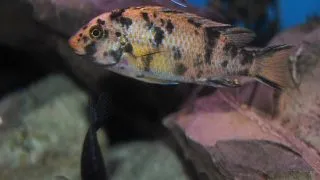 Labeotropheus fuelleborni marmelade