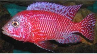 Aulonocara sp. red dragon