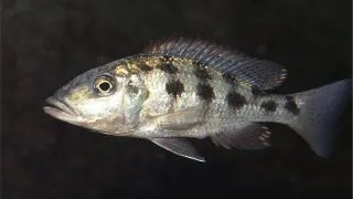 Haplochromis rostratus