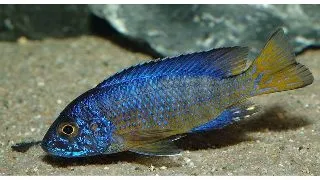 Aulonocara ngara