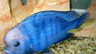 Haplochromis moorii