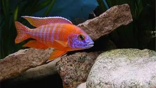 Aulonocara sp. Rubin Red