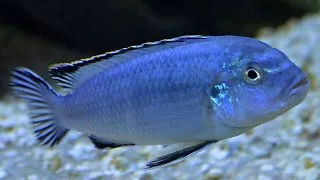 Pseudotropheus socolofi