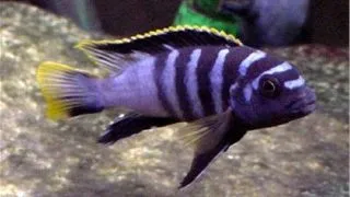 Labidochromis sp. mbamba