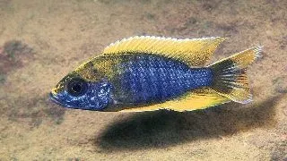 Aulonocara jacobfreibergi