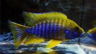 Aulonocara mamalela