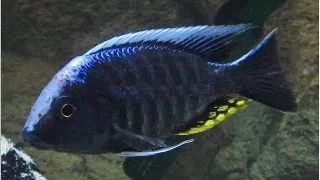 Aulonocara kadensis