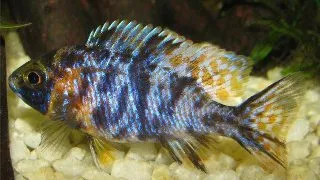 Aulonocara sp. calico