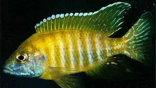 Aulonocara sp. baenchi