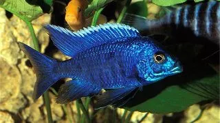 Aulonocara nyassae