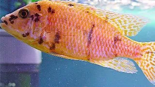 Aulonocara sp. orange blanche