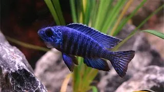 Aulonocara chilumba