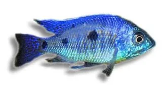 Copadichromis verdunji deep blue