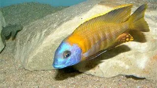 Copadichromis sp. tanzania yellow