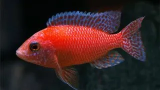 Aulonocara sp. firefish
