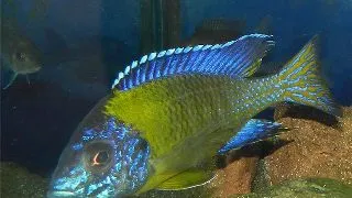 Aulonocara steveni blue neon