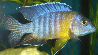 Aulonocara maulana