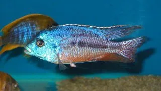 Cyrtocara boadzulu
