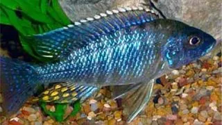 Aulonocara saulosi