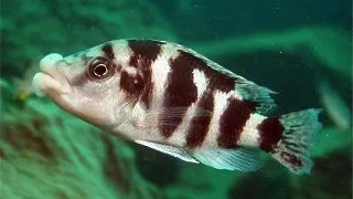 Cyrtocara labrosus super vc 10