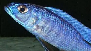 Haplochromis jacksoni ahli