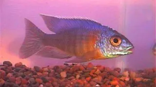 Aulonocara sp. turquoise