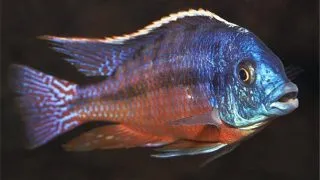 Haplochromis fenestratus eastern
