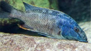 Haplochromis linni