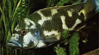Haplochromis livingstonii