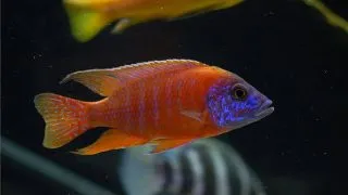 Aulonocara sp. red