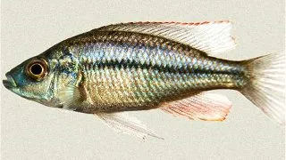 Haplochromis compressiceps