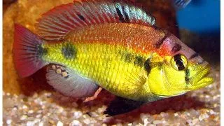 Haplochromis cribensis