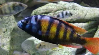 Haplochromis sp. ch 44