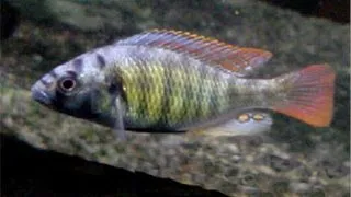 Haplochromis obliquidens