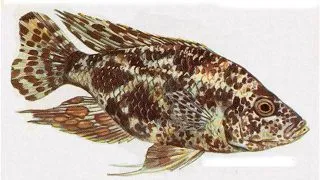 Haplochromis polystigma