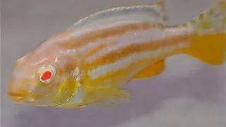 Melanochromis auratus albino