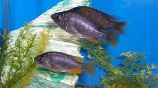 Haplochromis borleyi red fin