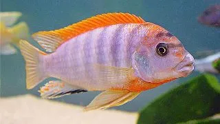 Labidochromis hongi red top