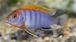Labidochromis hongi orange